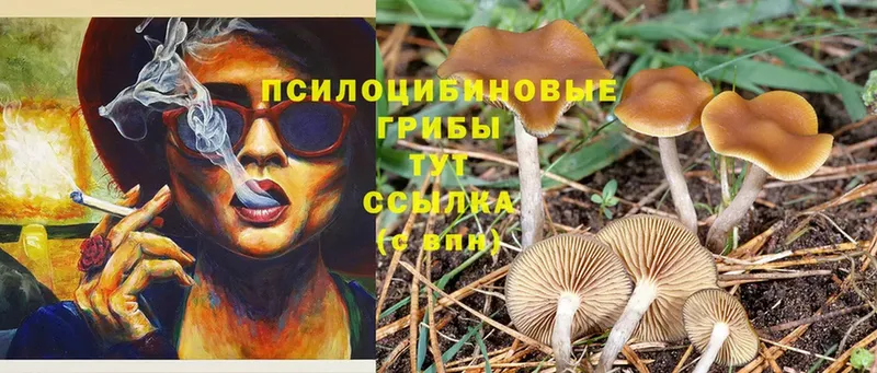 Псилоцибиновые грибы прущие грибы  Ак-Довурак 